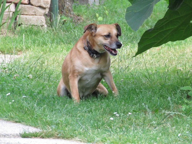 Suri