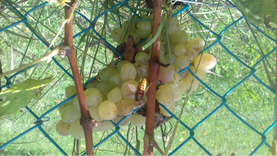 Weintrauben